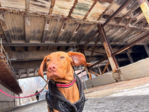 dog-walking-phlly-vizsla.jpeg