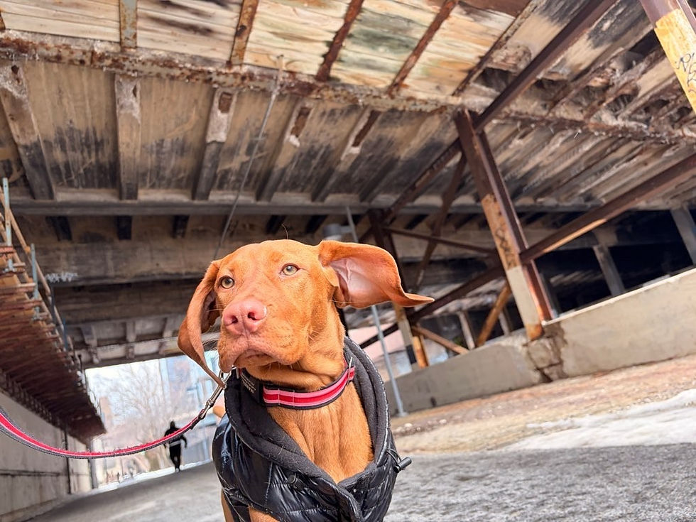 A Vizla goes for a walk on a trail in Philadelphia