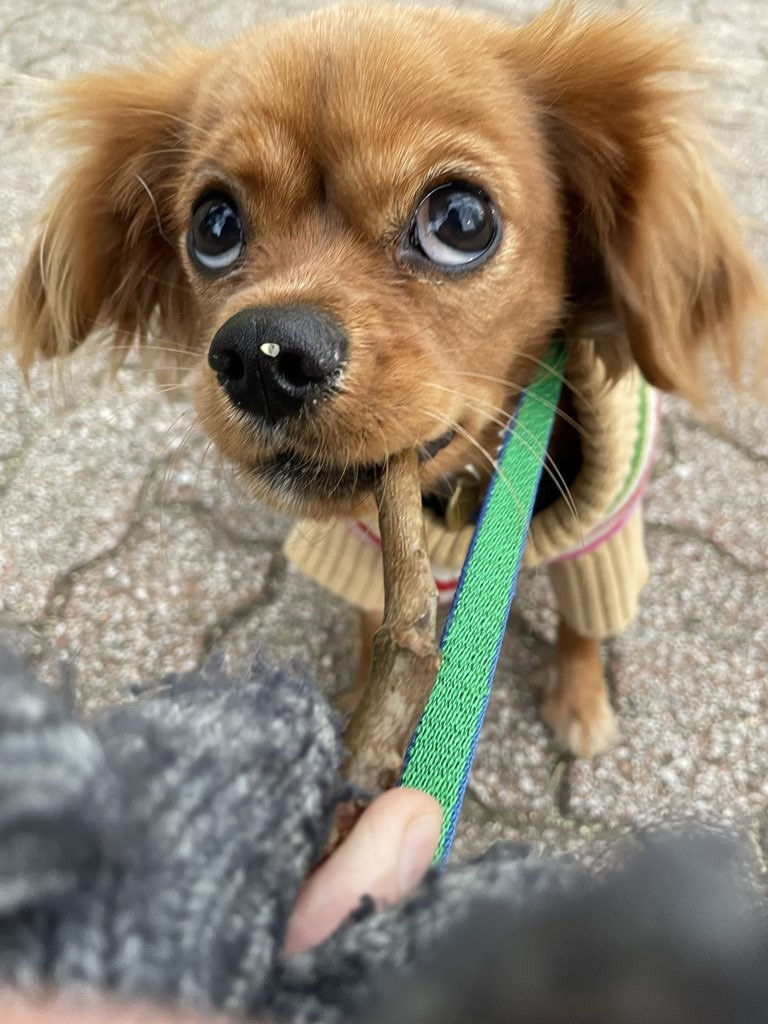 A dog goes for a walk with a sweater over her harness.