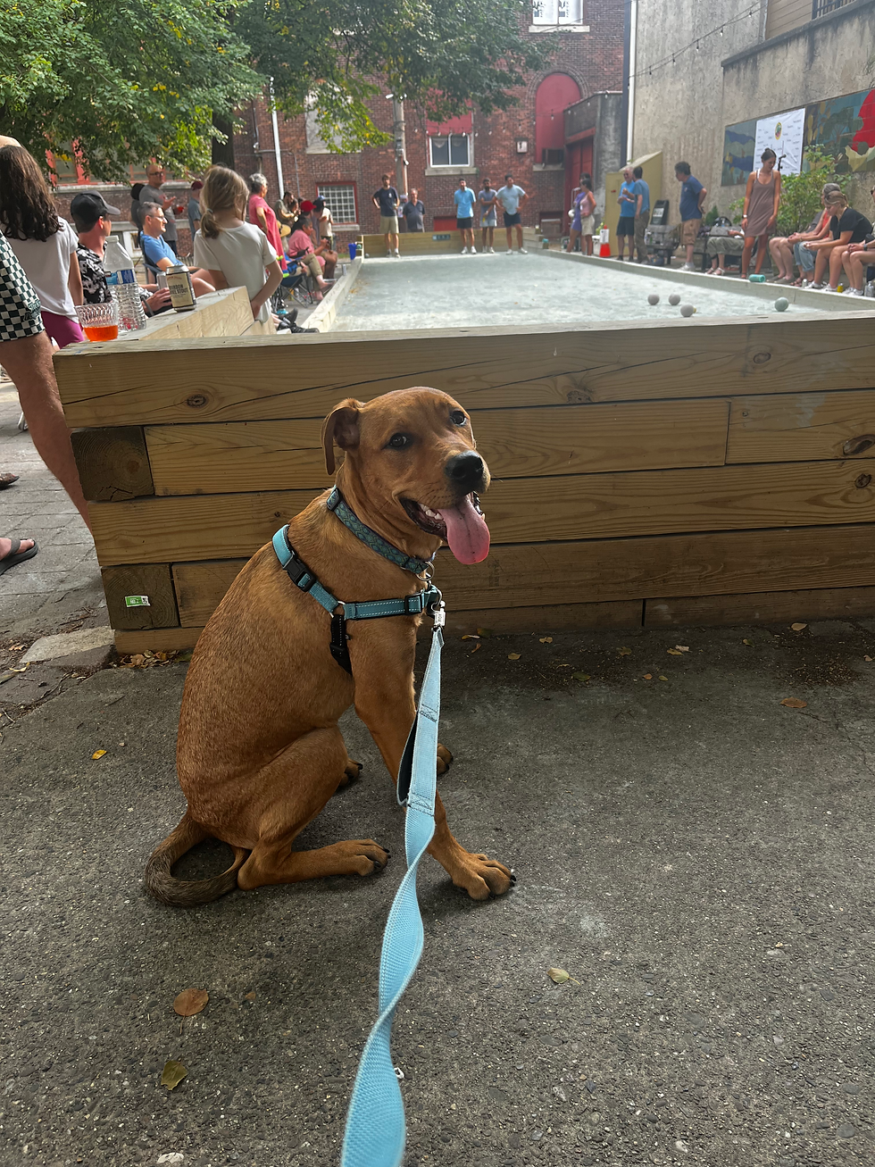 A dog in front of a bocce game in South Philadelphia