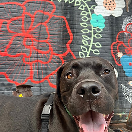 A black bully breed stands in front of a mural on a walk in South Philadelphi