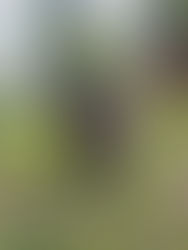 Unleash the Joy: Philadelphia Dog Walkers for Busy Educators