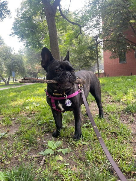 Unleash the Joy: Philadelphia Dog Walkers for Busy Educators