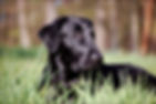 schwarzer Hund in der Wiese