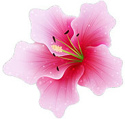 na_prozrachnom_fone_cvety_3_09071748_edi