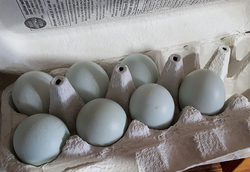 our legbar eggs