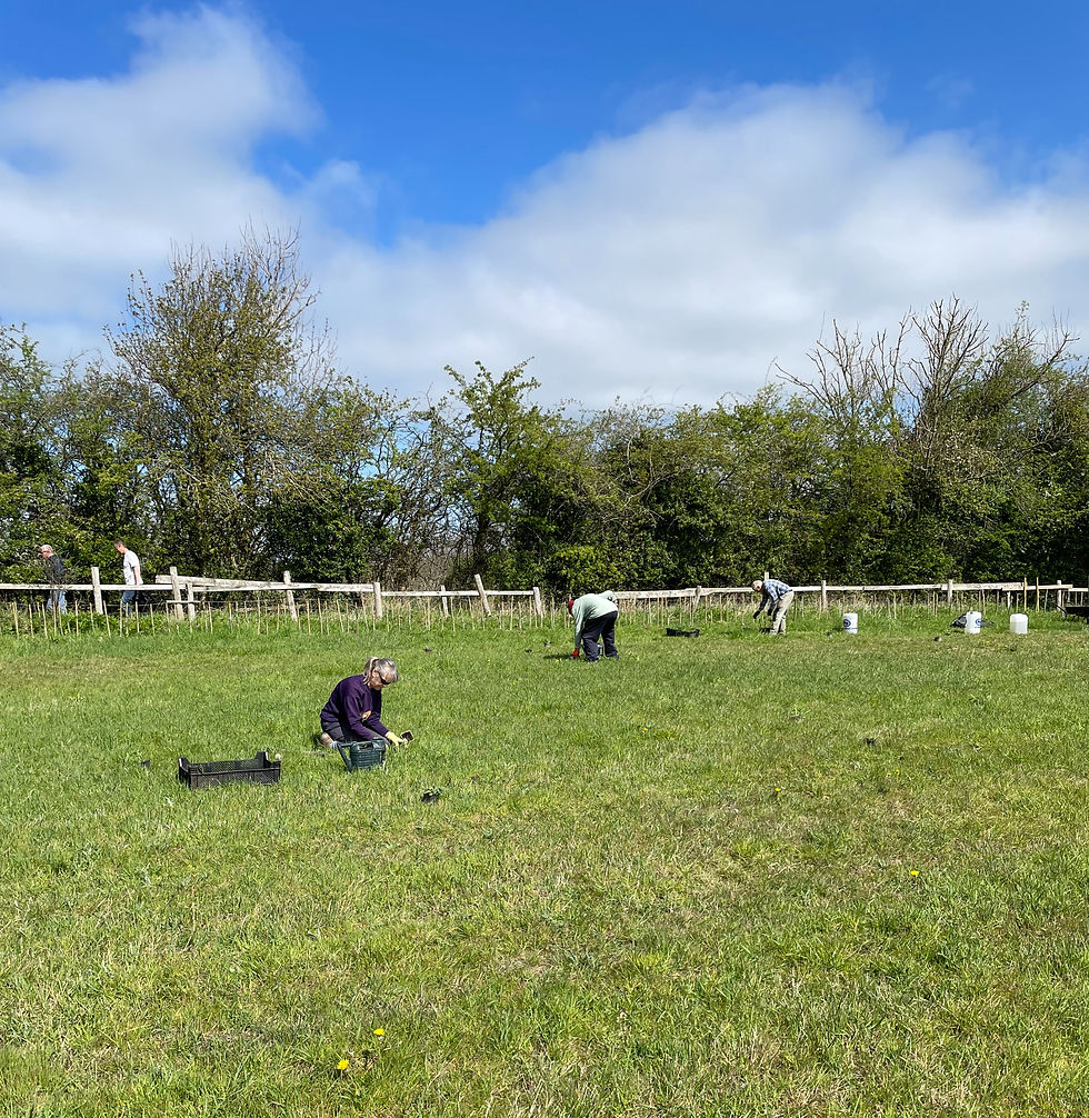 some we planted earlier ( that's not Rachael & Julie! )