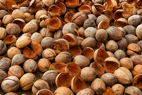 Coconut shells ChatGPT.png