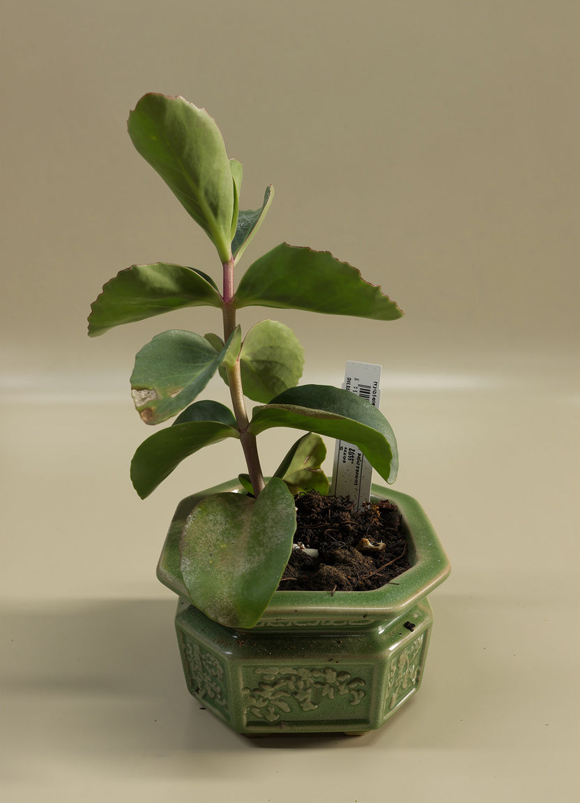 Vertical leaf Senecio and decorative pot