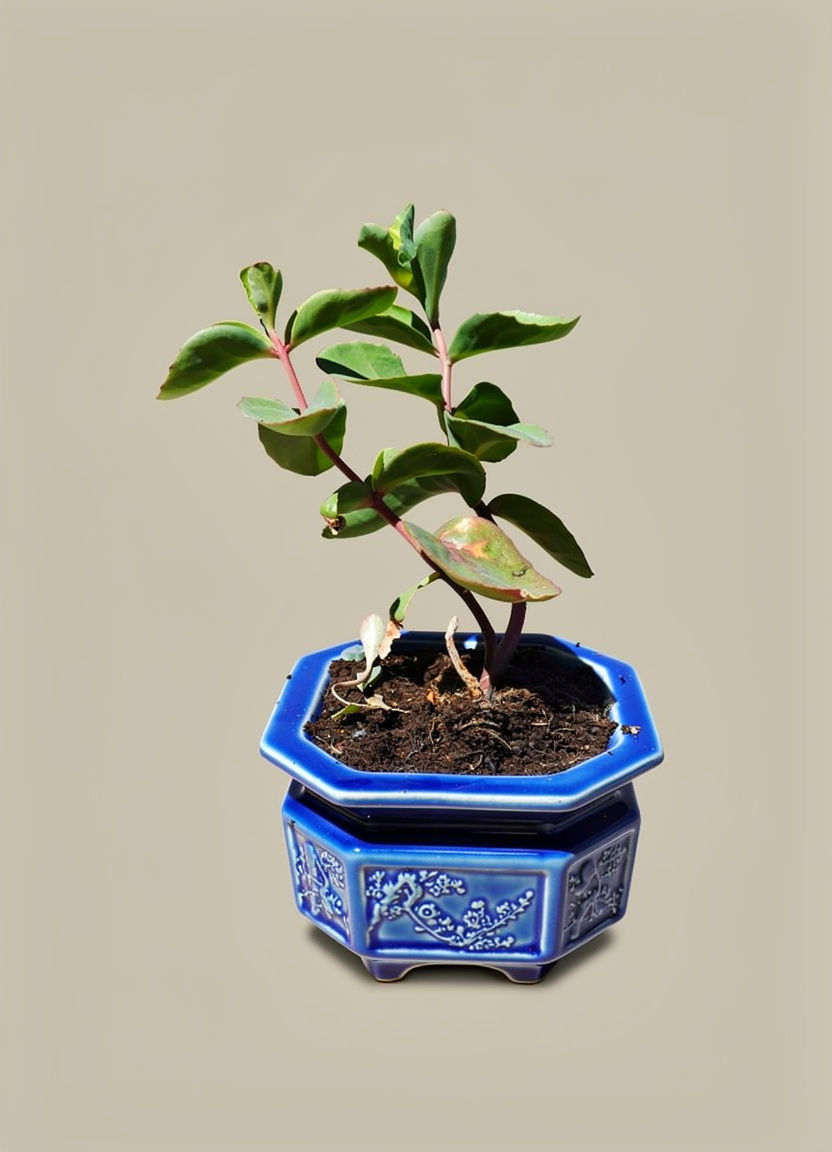 Vertical leaf Senecio and decorative pot