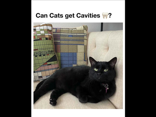 Can Cats get Cavities?