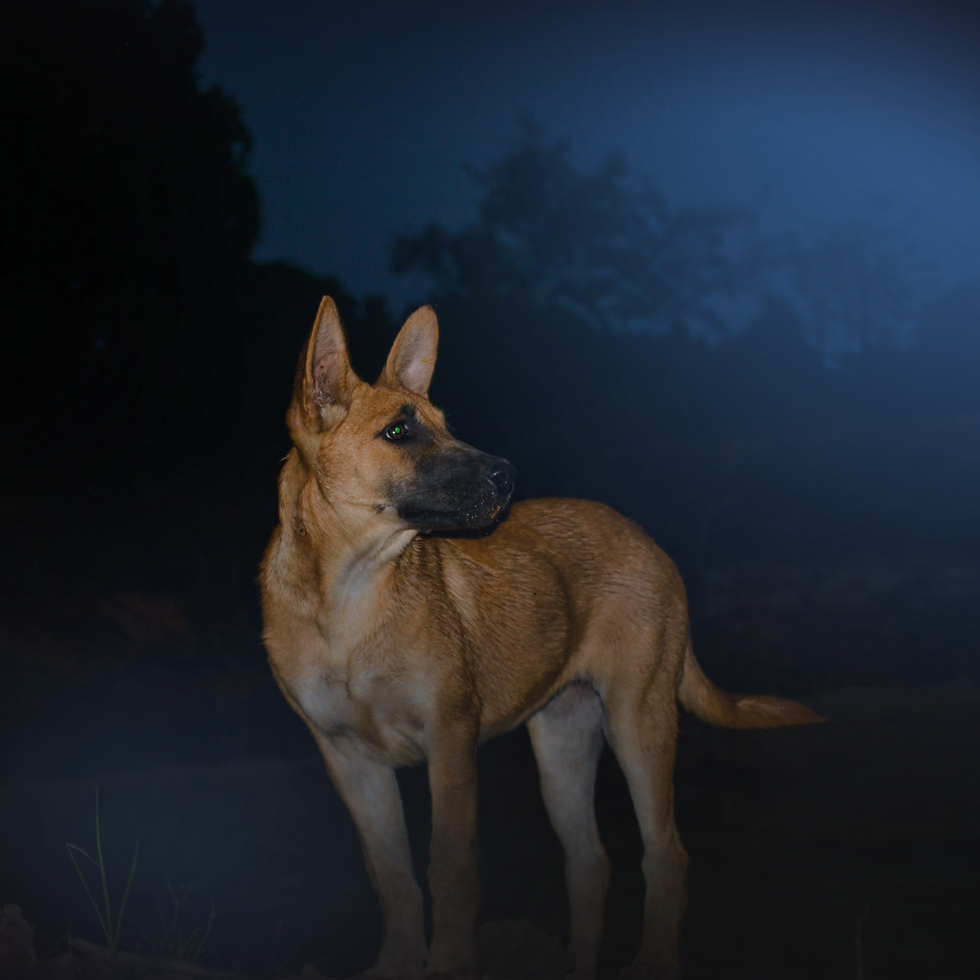 alert dog looking into darkness