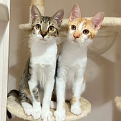 IMG_6156 2_edited.jpg