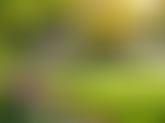 Woman gardening in a colorful, vibrant garden under sunlight, highlighting Greenforce Landscaping Richmond Hill’s expert landscaping services.