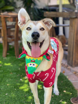 Khaya the dog wearing a christmas outfit.