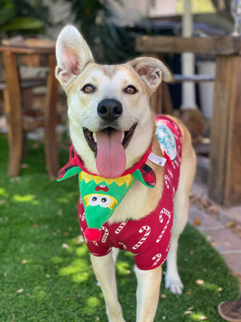 Khaya the dog wearing a christmas outfit.