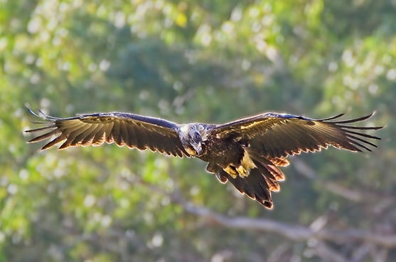 Wedgetail Eagle_7956.jpg