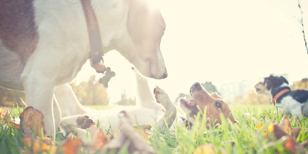Pflanzen- und Tierseminar