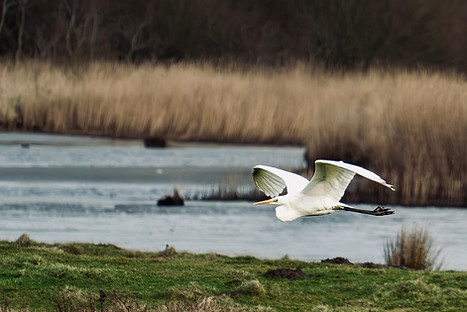 25180929-great-white-heron-8555232_1920.jpg