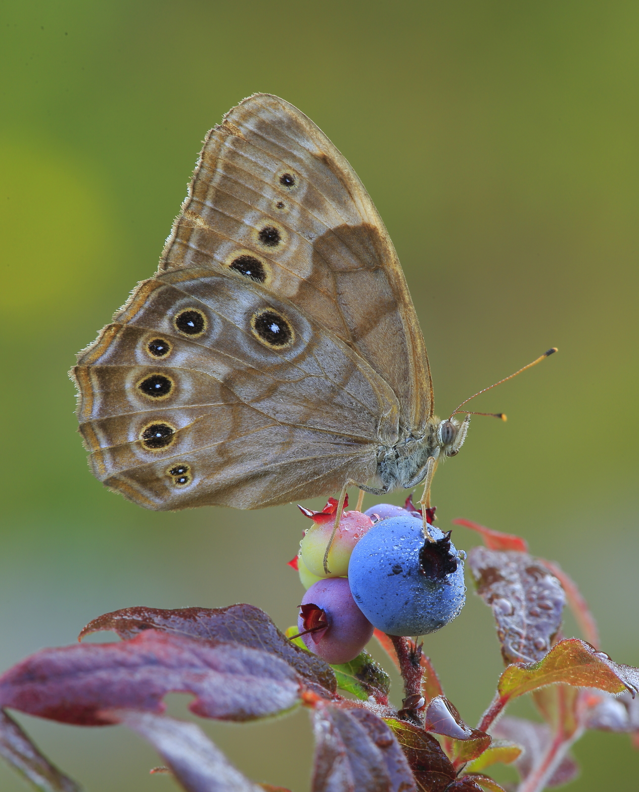 Northern Pearly Eye