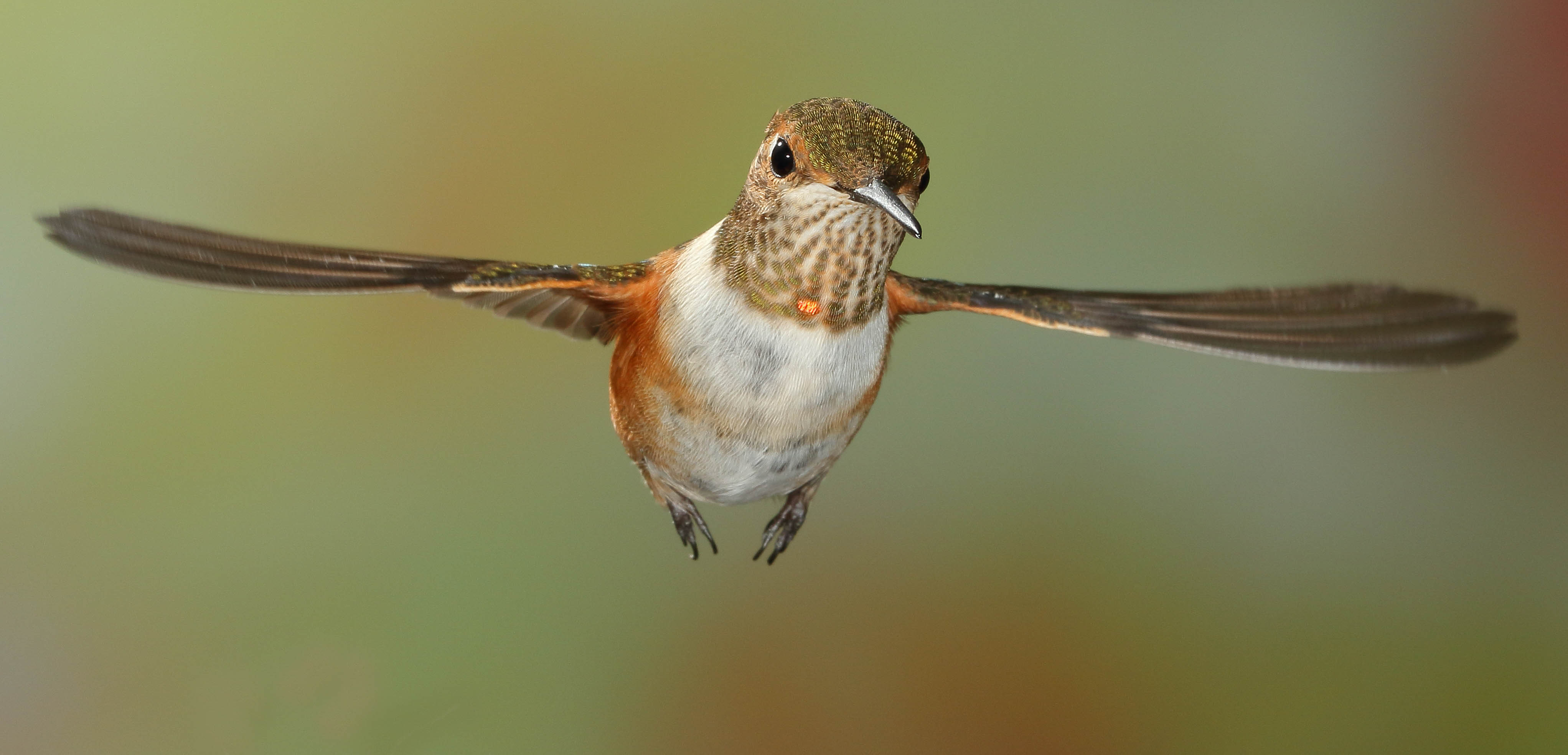 Rufous Hummingbird