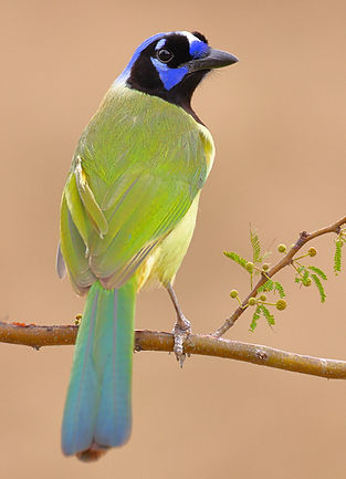 5x7 green jay_IMGL3245_IMGL3245.JPG