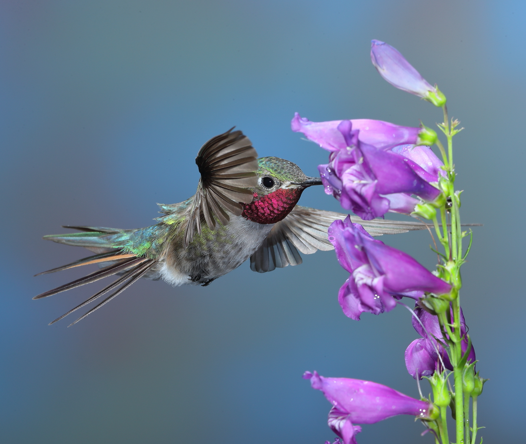 Broad-tailed Hummingbird (male)