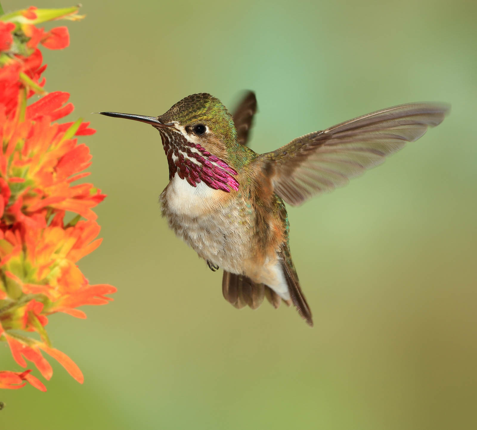 Calliope Hummingbird (male)