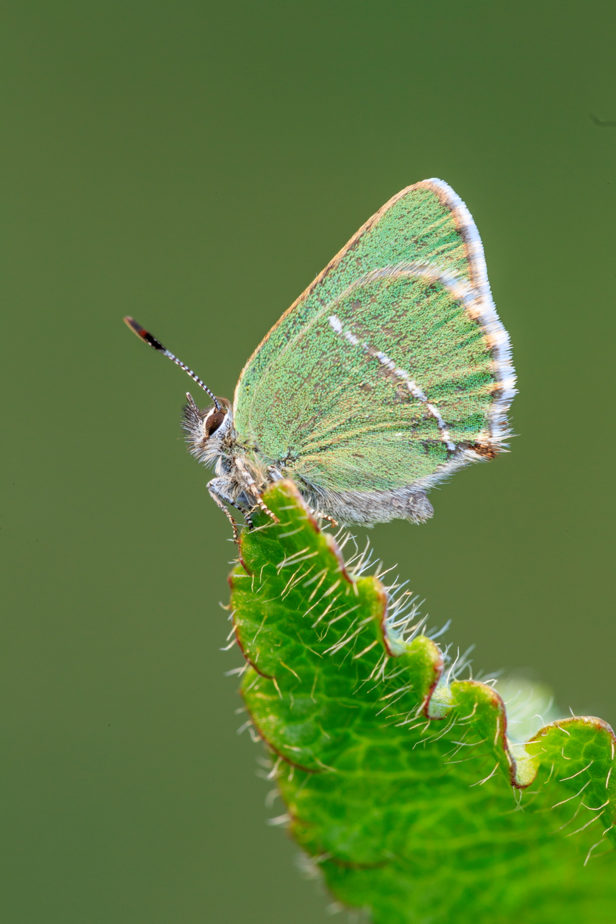 Sheridan's Hairstreak