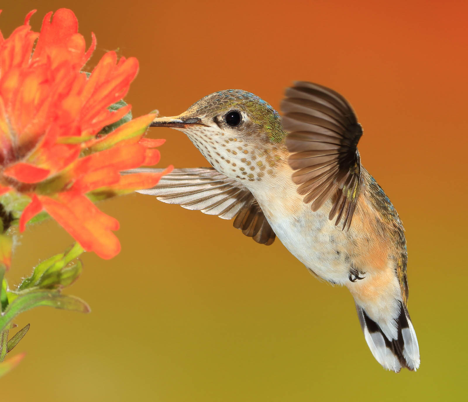 Calliope Hummingbird (female)
