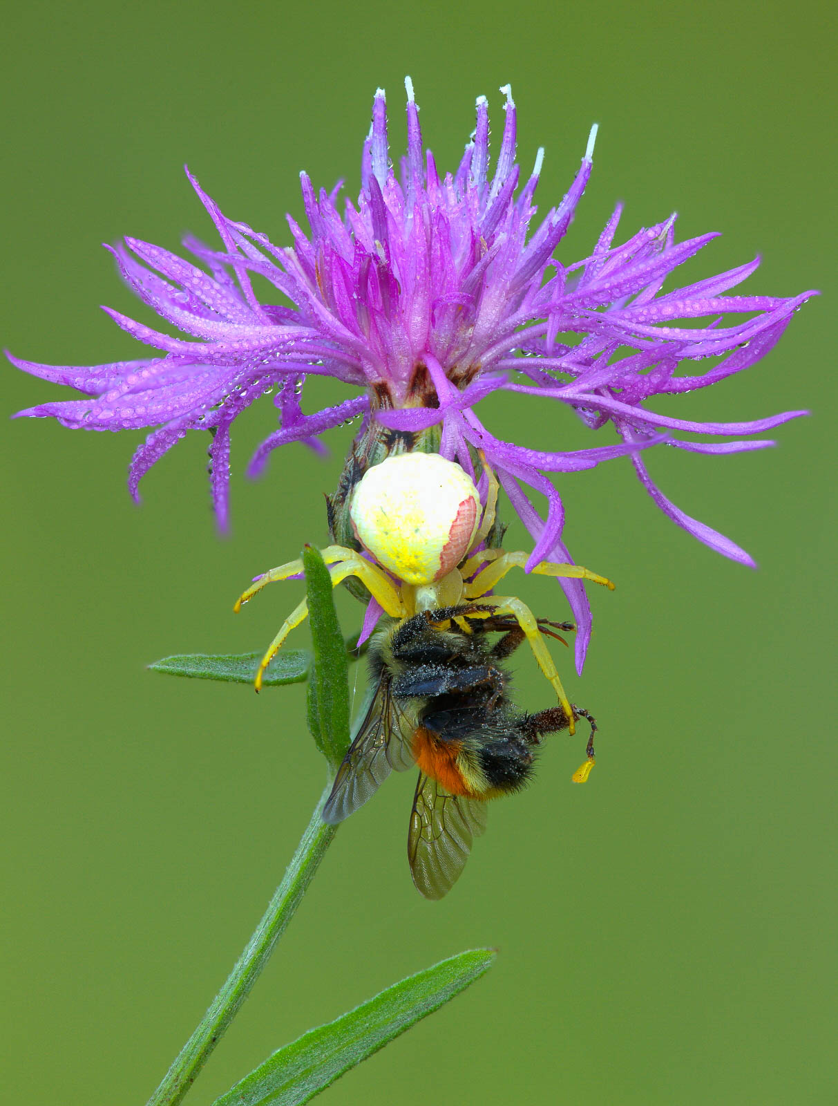 Crab Spider