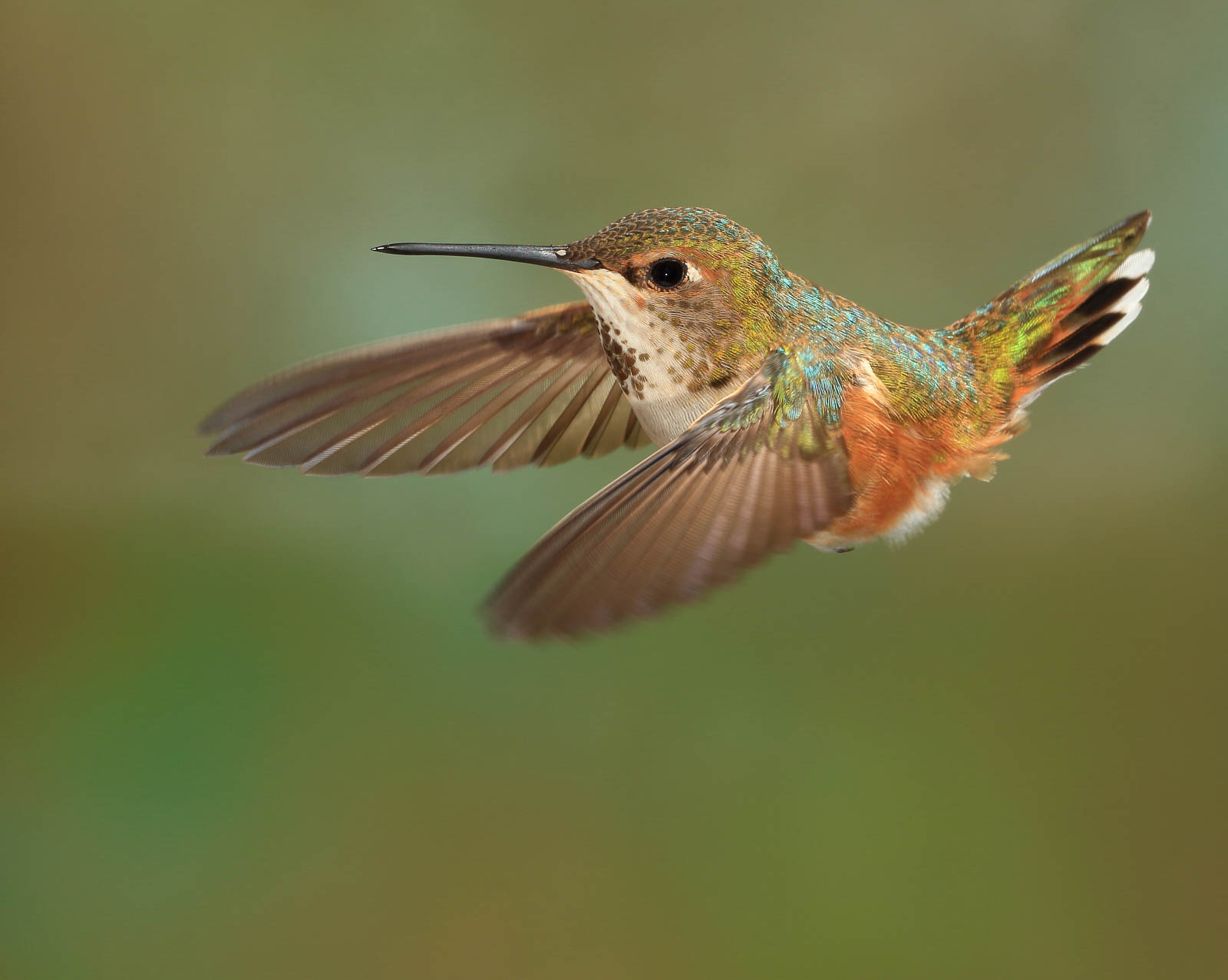 Rufous Hummingbird (female)