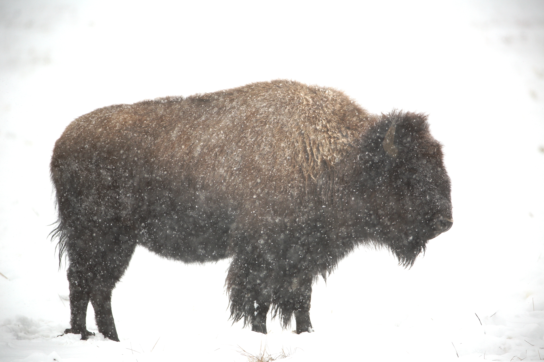 Bison