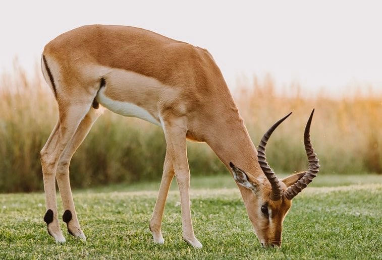 An antelope grazing on a mowed grass lawn.