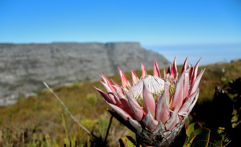 Pink King Protea in front of Table Mountain.