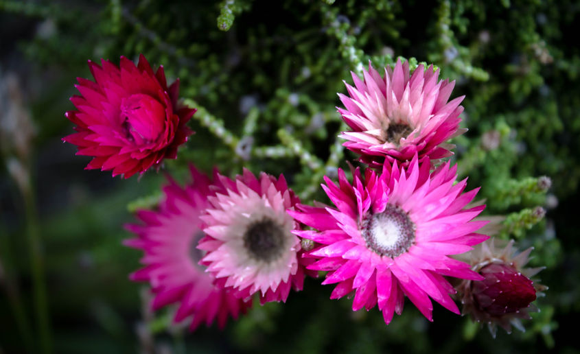 Pink flowers at Fernkloof Nature Reserve.