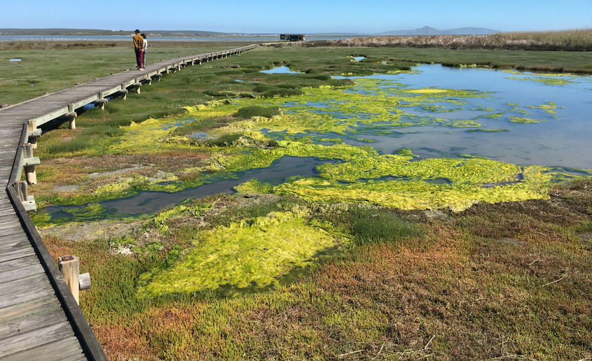 People on a boardwalk on a wetland at West Coast National Park.