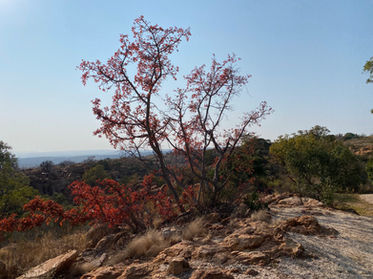 Bushwillow tree in Kranskloof.