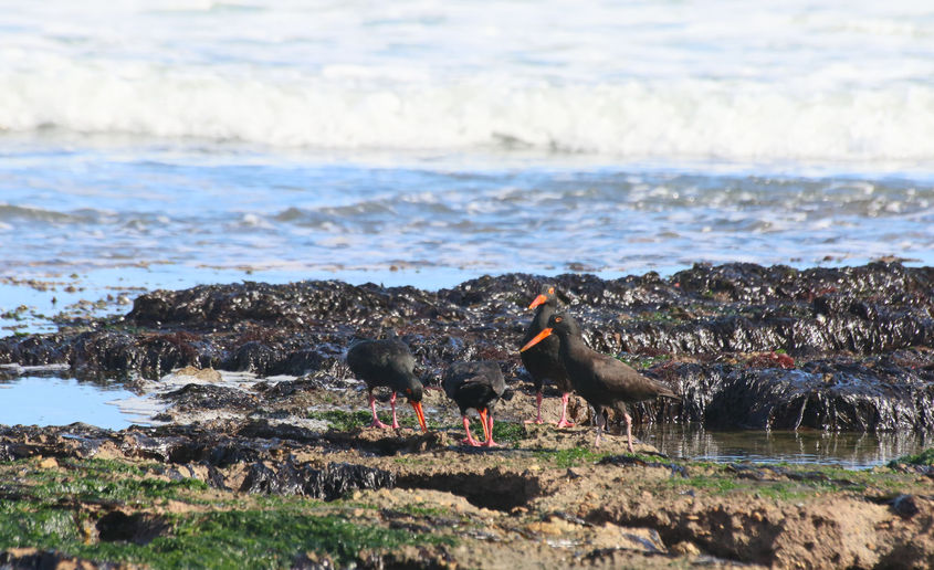 African Black Oystercatchers at Walker Bay.