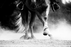 Nice spin mouvement on a quarter horse..