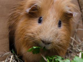 Guinea Pigs and Conscious Dentals