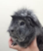 Reggie the guinea pig