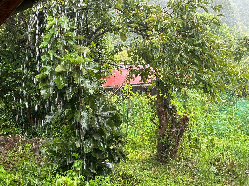 台風🌀大雨⛈️お陰で涼しい!