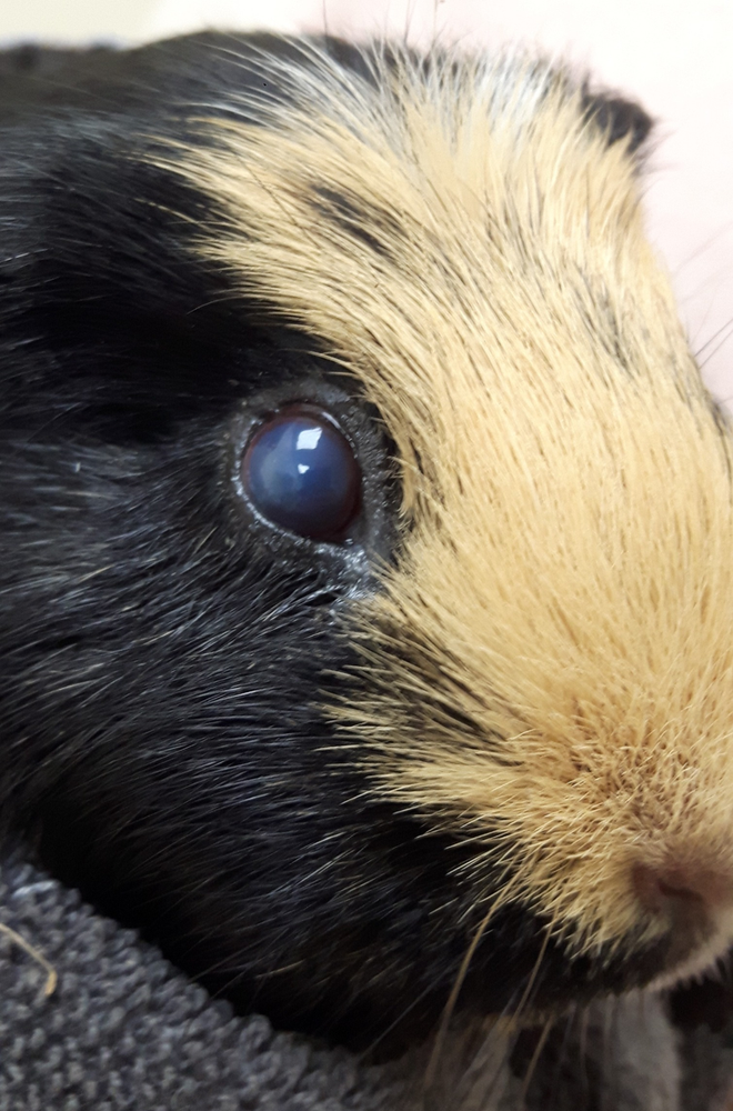Guinea Pig Eye Health Animal Favorite Foods