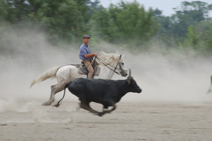 Tri de taureaux