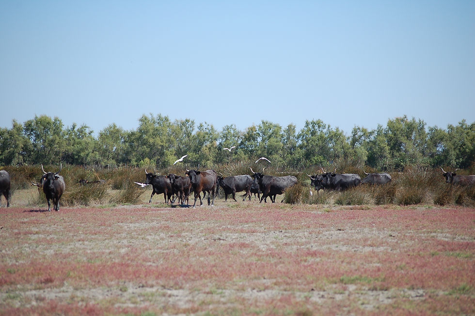 Les taureaux de race Camargue dans les sansouires