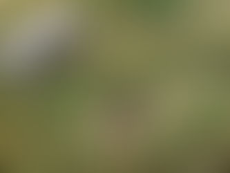 Virðum lífið og völlinn