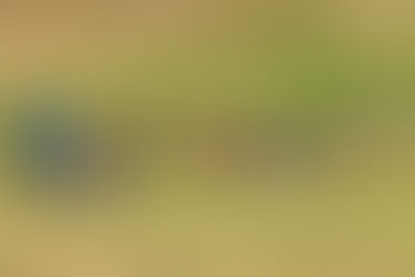 Áætlaðir rástímar á fimmtudag