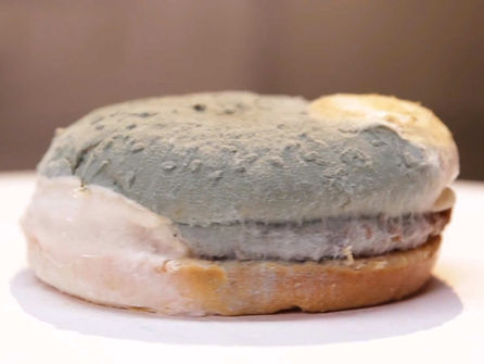 A Rotten Hamburger from a fast-food chain is never 'Just A Hamburger' - It's a McVomit