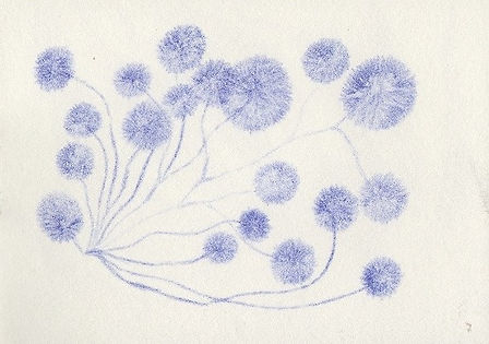 Le loup 2016 © Nathalie Rao e